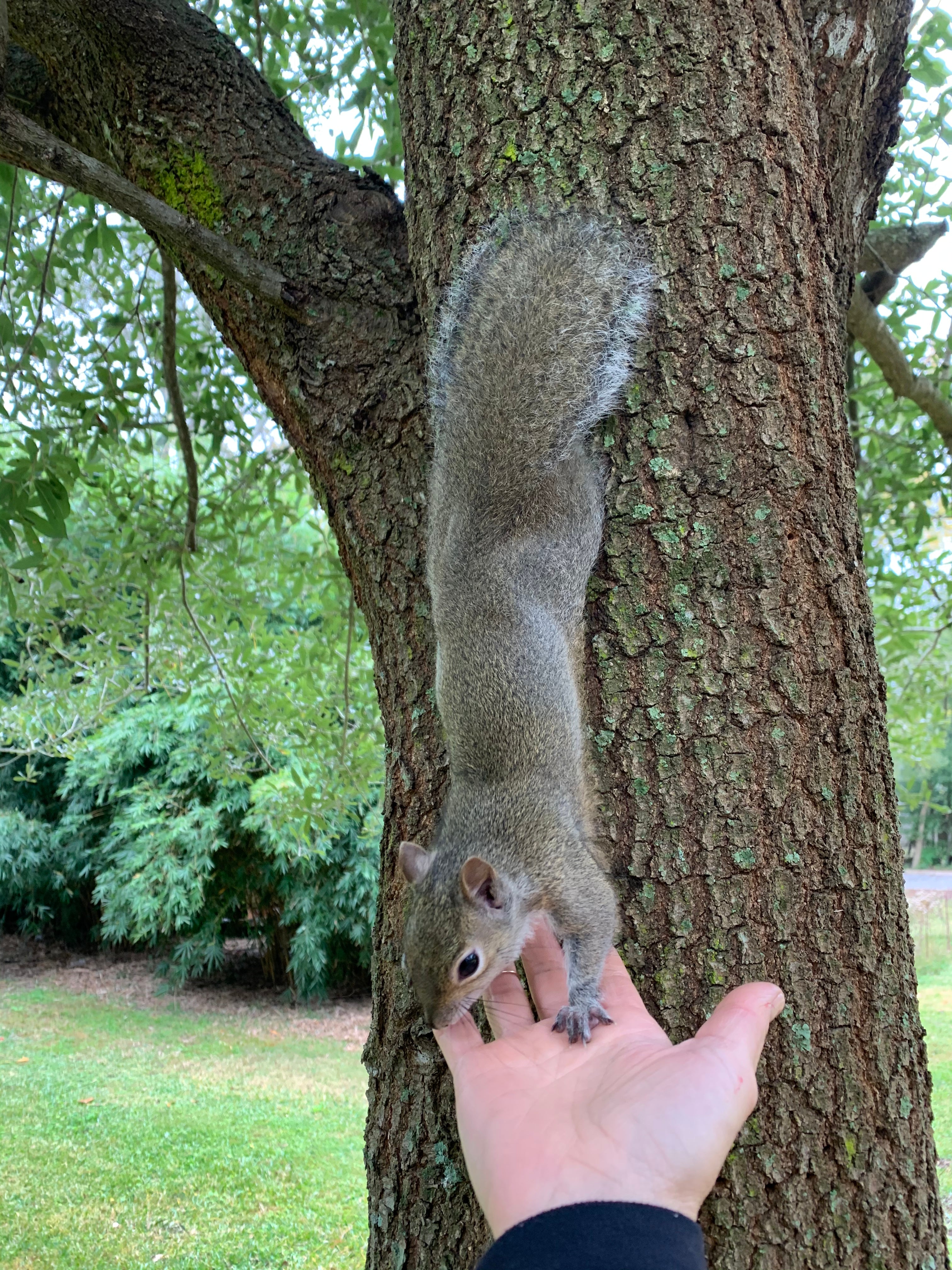 Madeline Ellis Cares For An Orphaned Squirrel