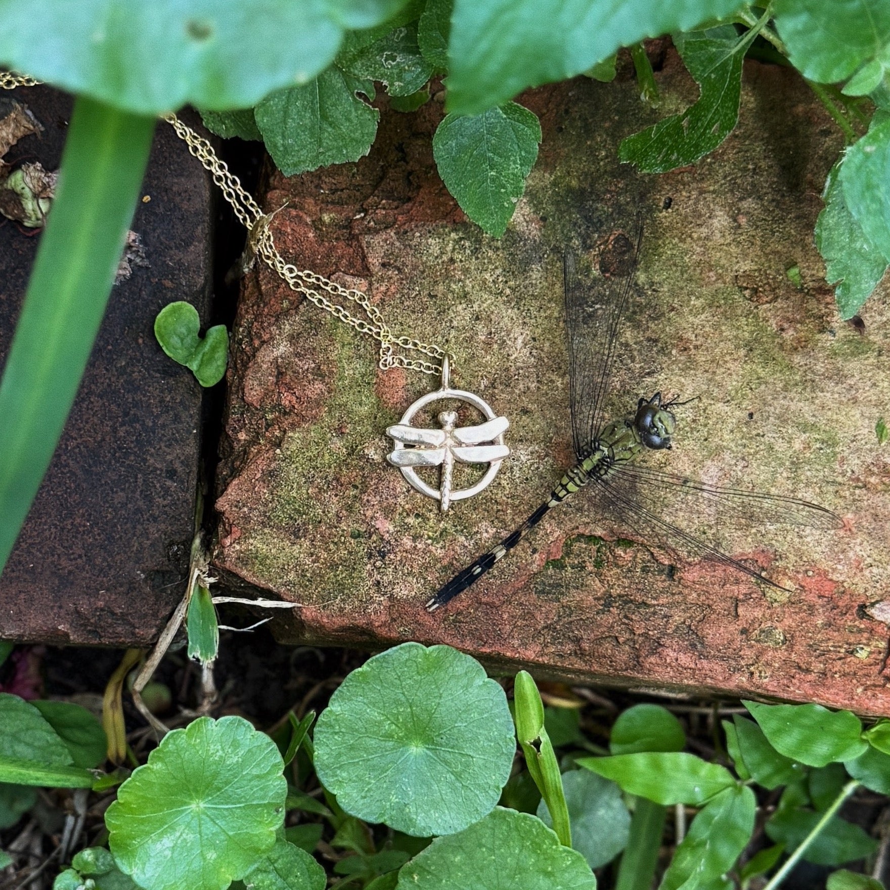 DRAGONFLY COLLECTION