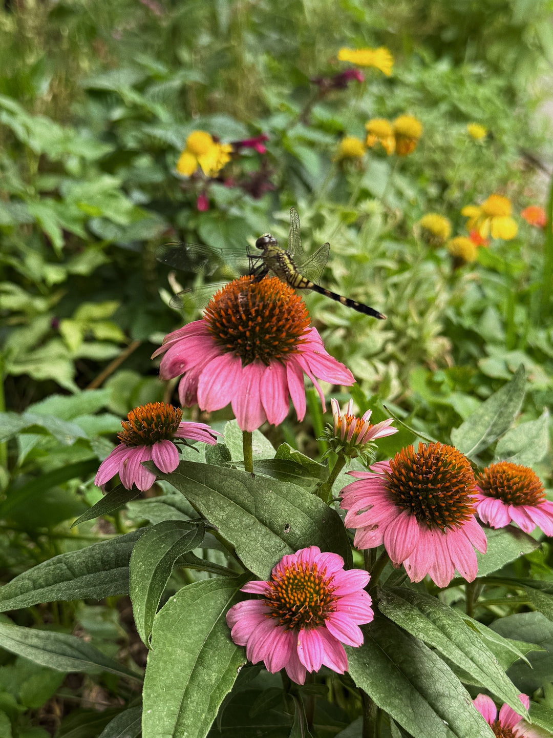 Dragonfly on a Pink Flower