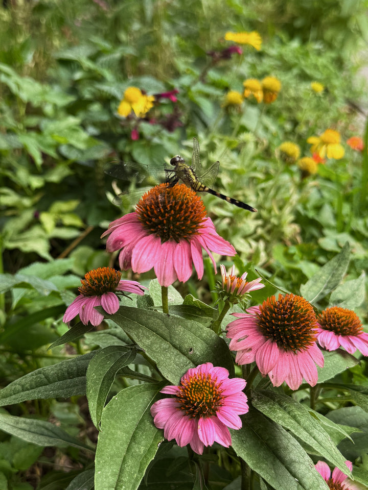 Dragonfly on a Pink Flower