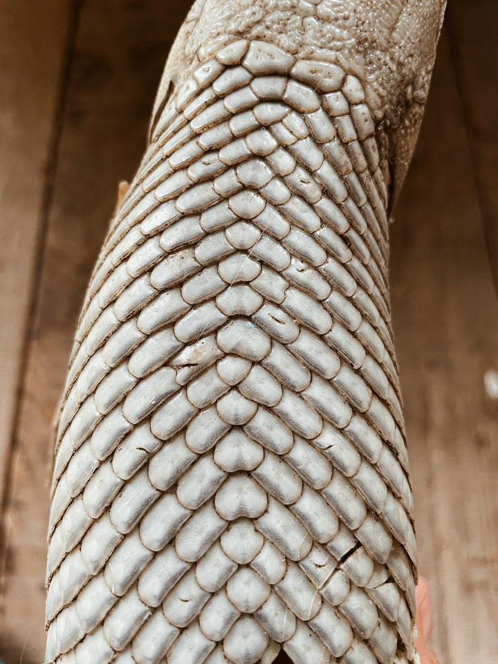 Preserved Alligator Gar Fish Scales